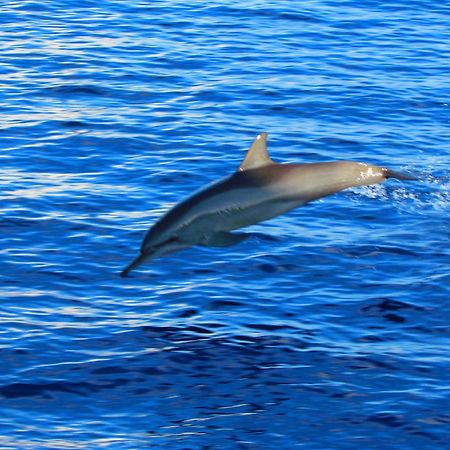 Blue Wave Hotel Maldives- Same Sea, Same Sand Same Sun Like Resorts Кудахувадху Экстерьер фото